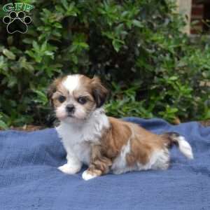 Cherry, Shih Tzu Puppy